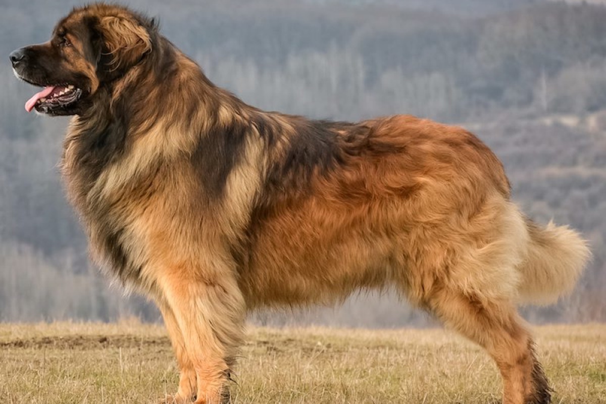 щенок крупной собаки фото
