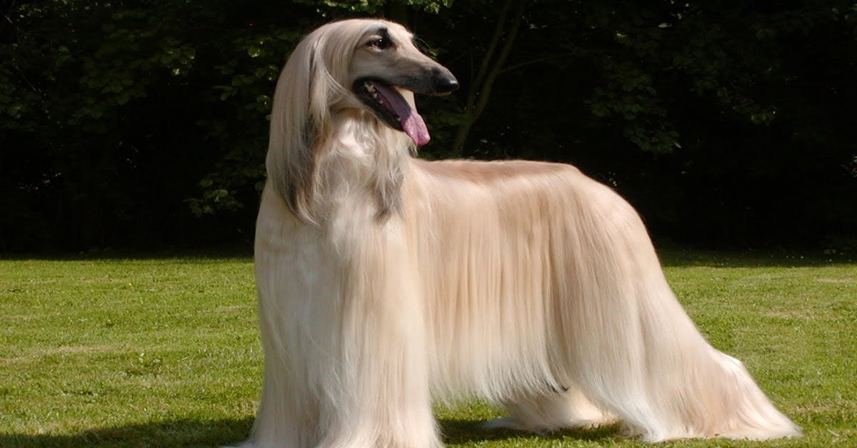 A İle Başlayan Köpek Türleri