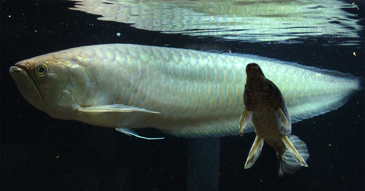 Arowana Platinium