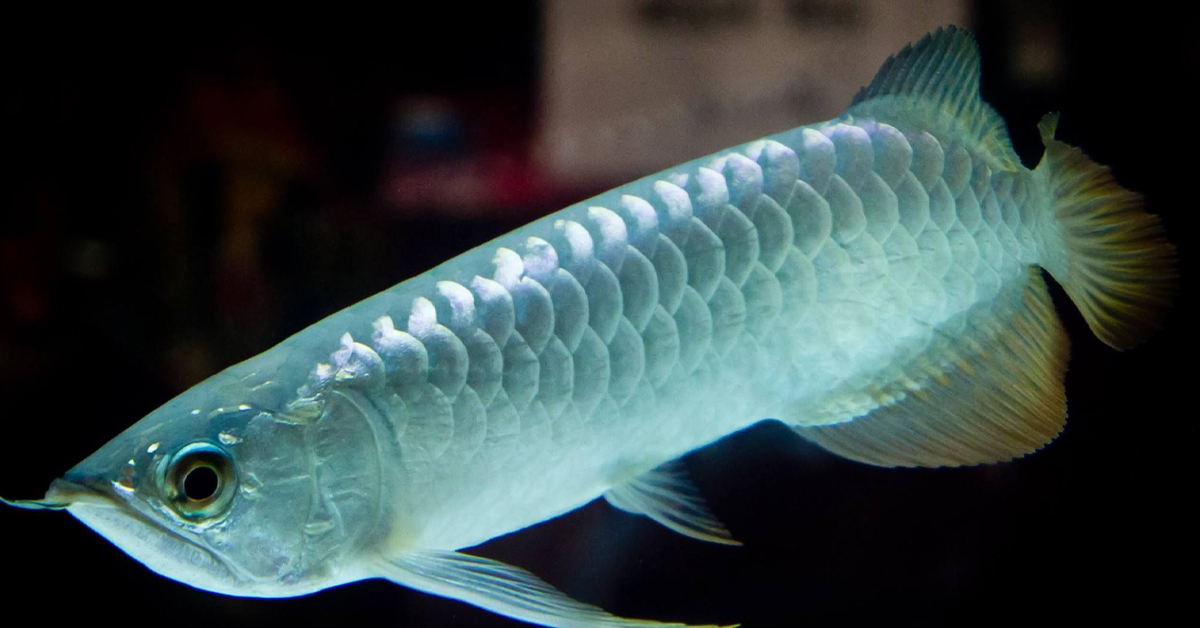 Arowana Silver 