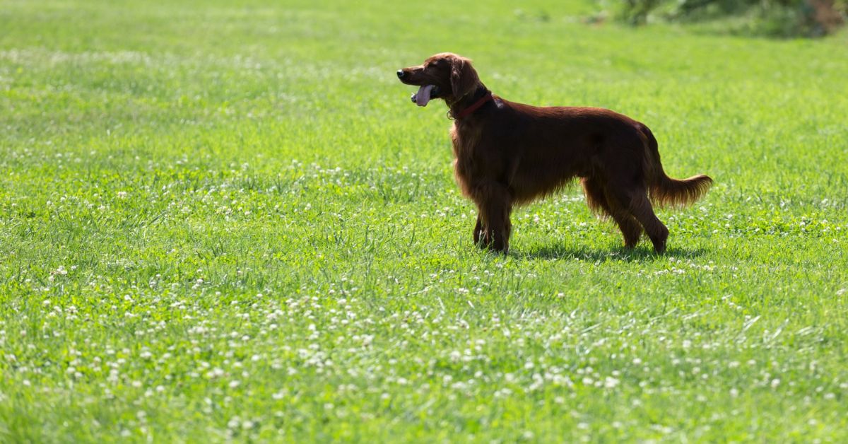 Av Köpeği Setter Tüy Döker Mi?