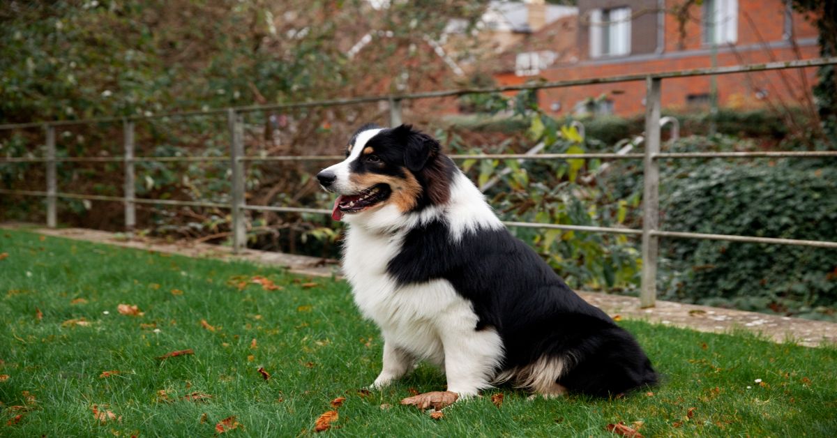 Avustralya Çoban Köpeği Evde Beslenir mi?
