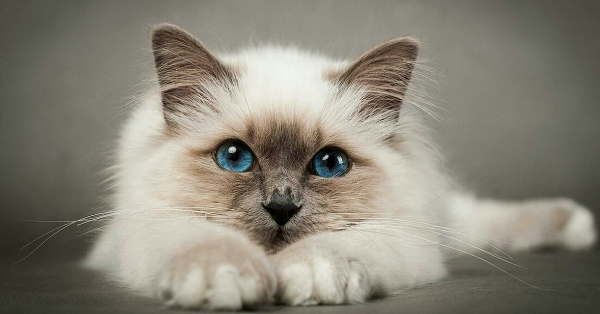 Bartonelloz Kedi Tırmığı Hastalığı Tanısı
