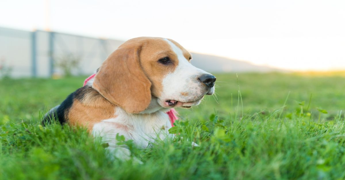 Basset Hound Özellikleri ve Bakımı 3 Basset Hound Ne Kadar Büyük
