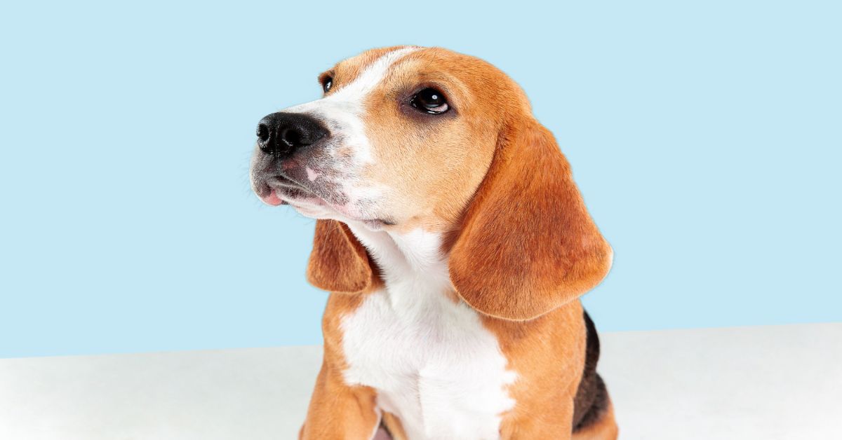 Basset Hound Özellikleri ve Bakımı 2 Basset Hound Sahiplenme