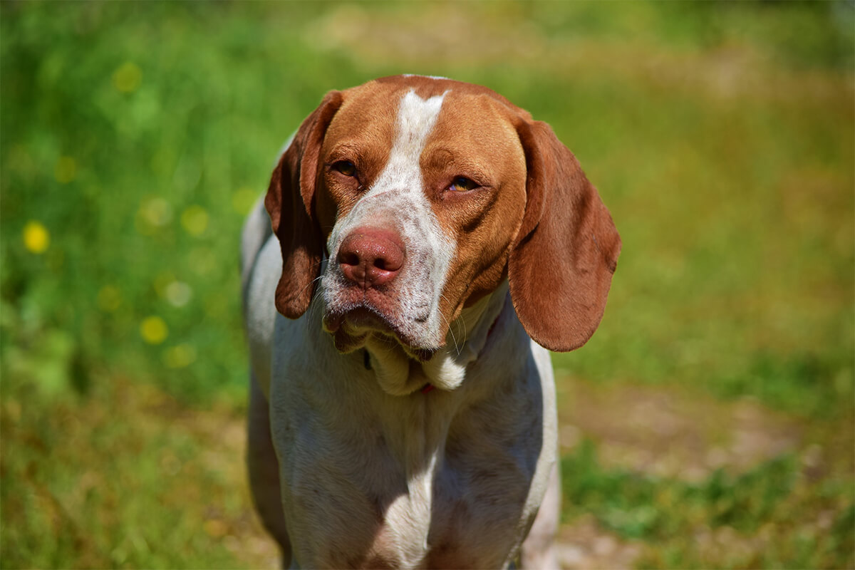 Büyümeyen Küçük Irk Köpek Cinsleri ve Özellikleri 19 Basset Hound