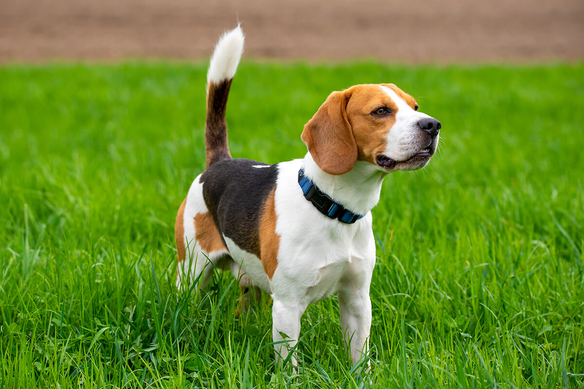 Büyümeyen Küçük Irk Köpek Cinsleri ve Özellikleri 14 Beagle