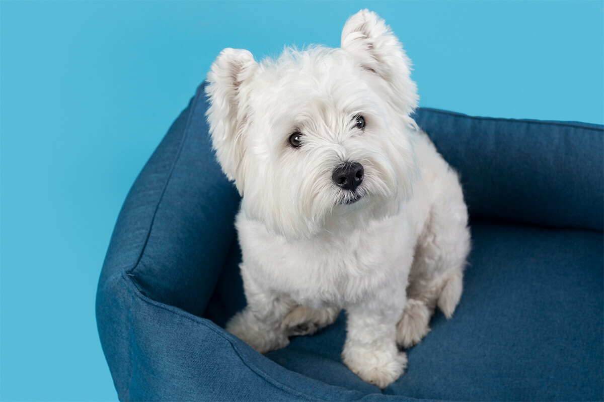 Büyümeyen Küçük Irk Köpek Cinsleri ve Özellikleri 27 Bichon Frise