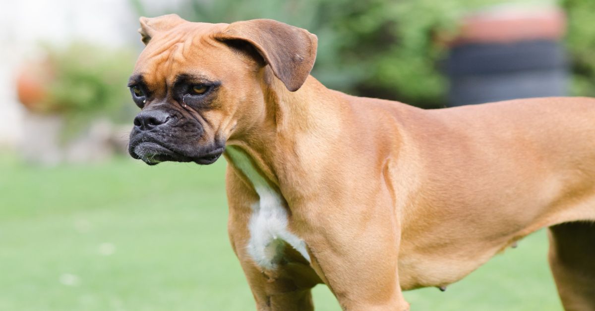 Boerboel Özellikleri ve Bakımı 2 Boerboel Yasak Mı?
