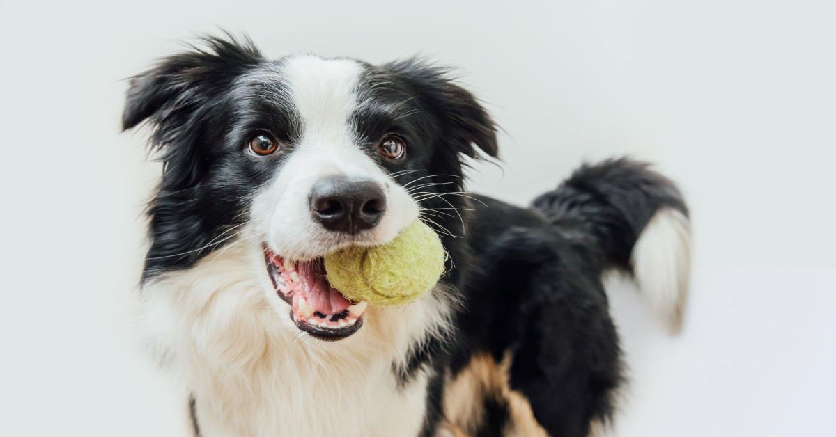 Border Collie Köpekleri Nasıl Eğitilmelidir