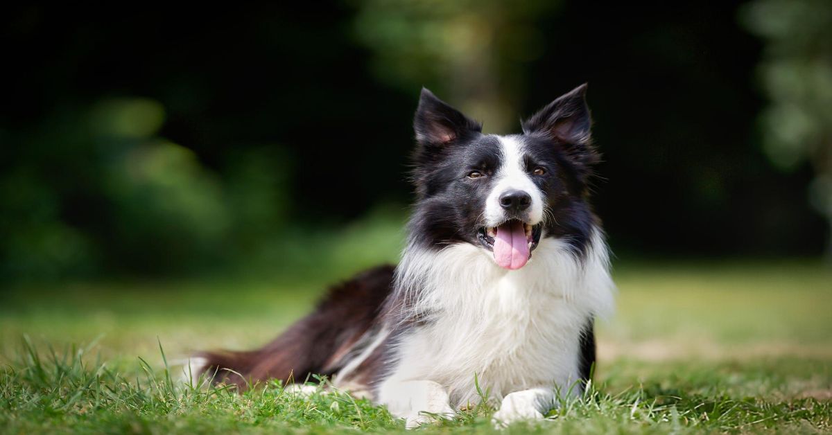 Border Collie Özellikleri 