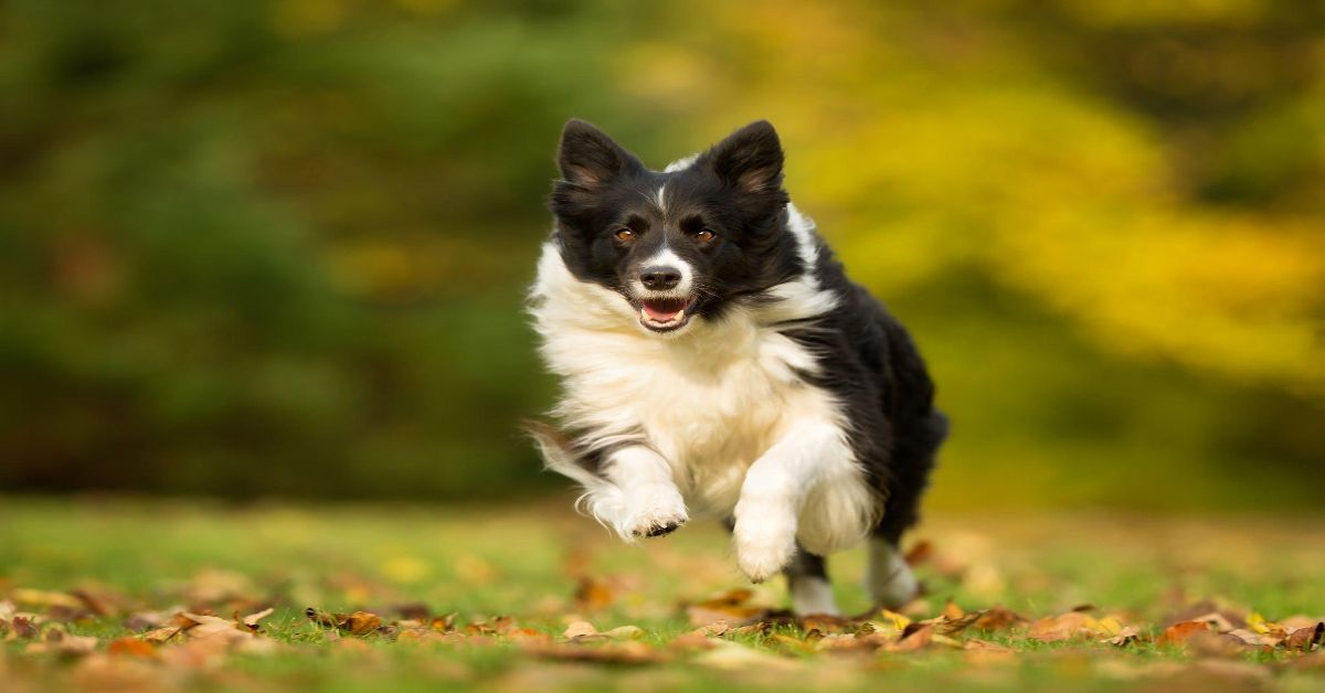 Border Collie Sadık mı?