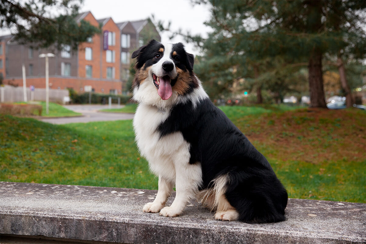 Büyümeyen Küçük Irk Köpek Cinsleri ve Özellikleri 18 Border Collie