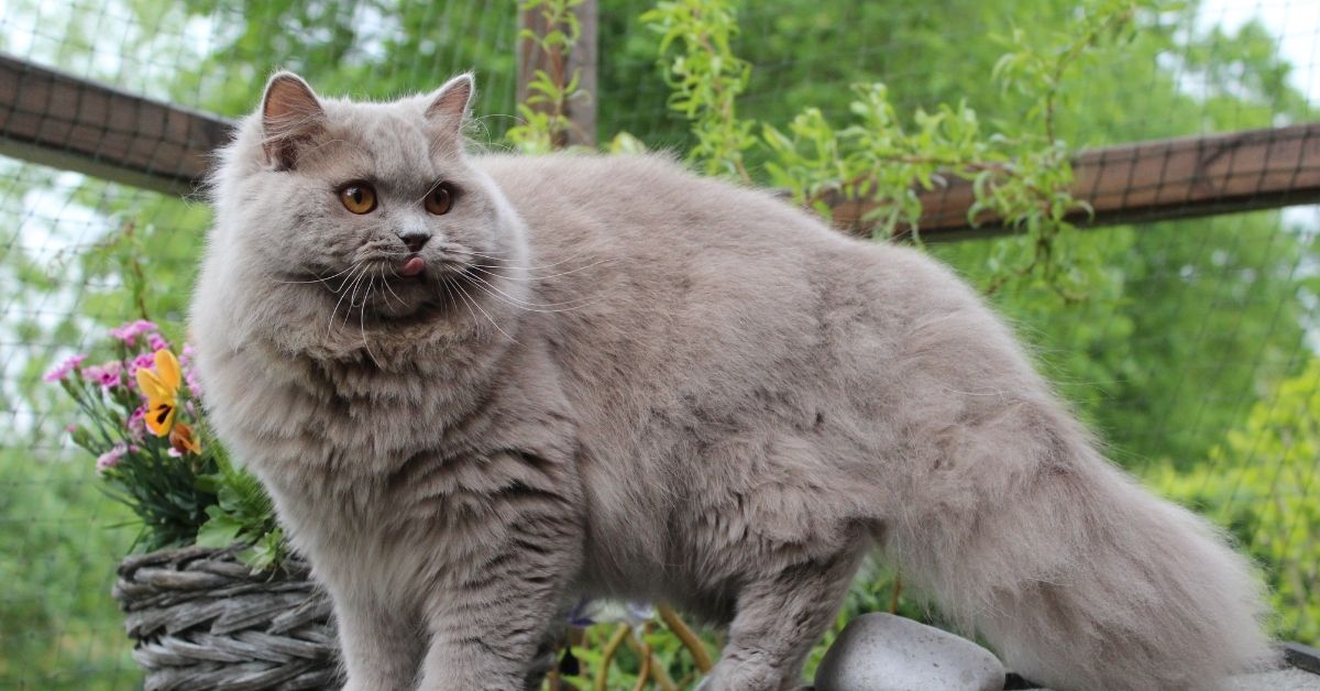 British Longhair Sahiplenme