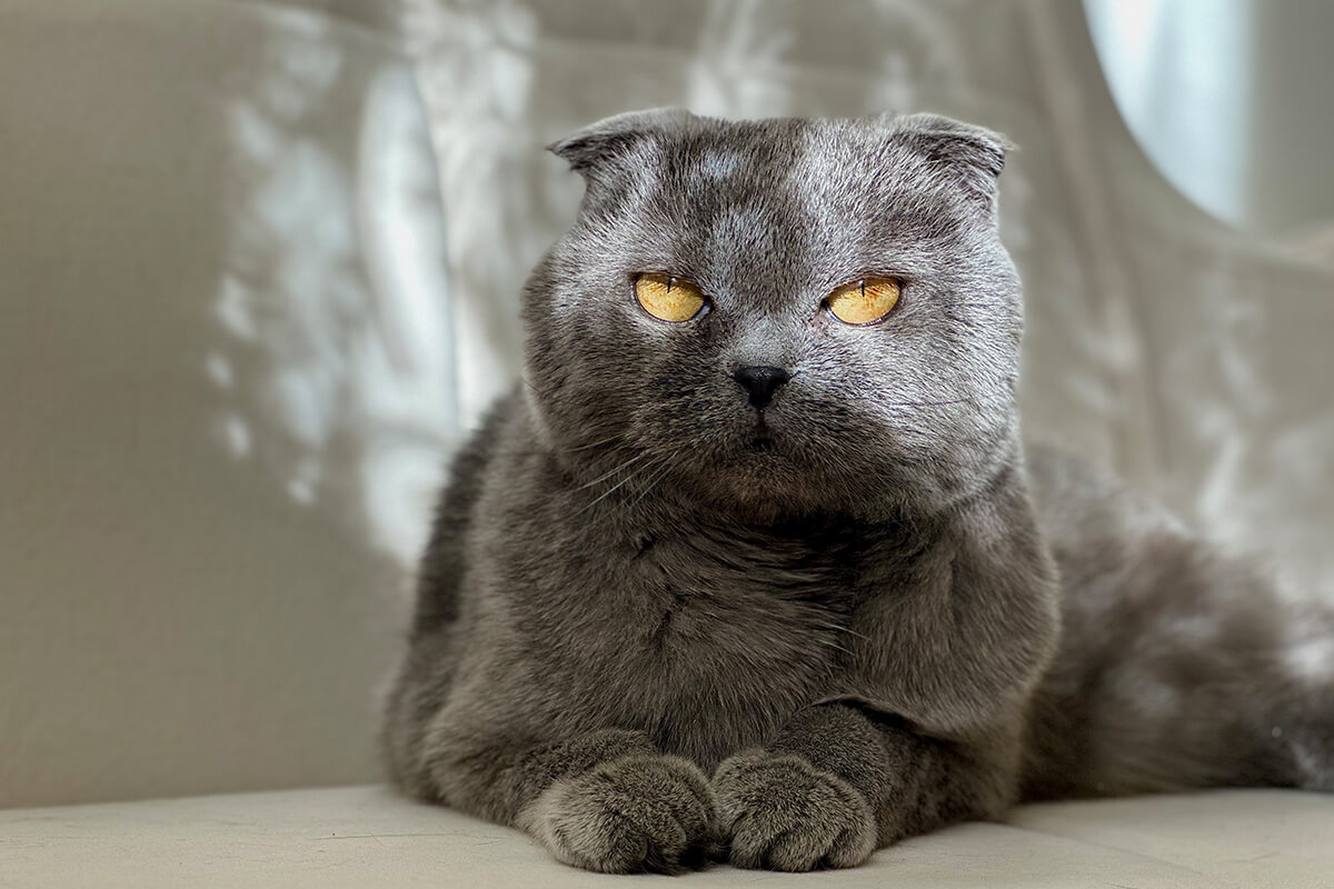 British Shorthair Kedisi Özellikleri ve Bakımı 2 British Shorthair Kedisi Kökeni ve Tarihçesi