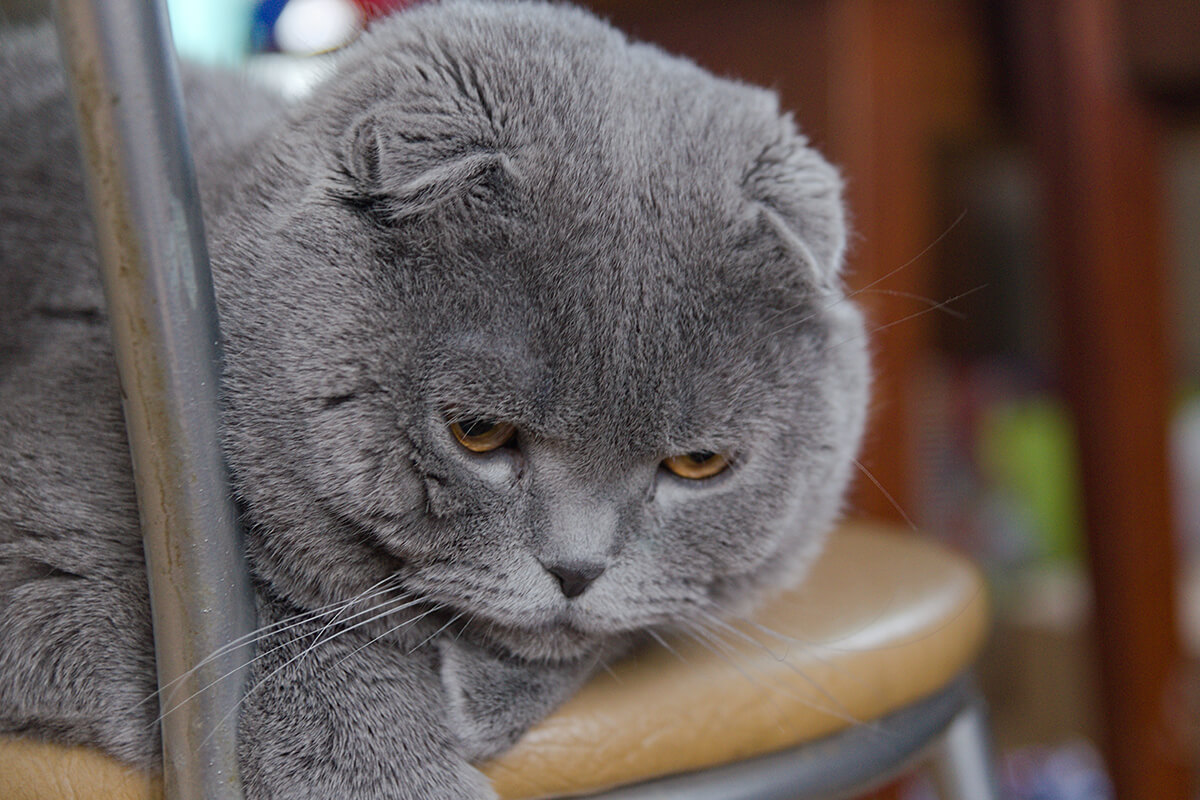 British Shorthair Kedisi Özellikleri ve Bakımı 5 British Shorthair Kedisi Sahiplenirken Bilinmesi Gerekenler