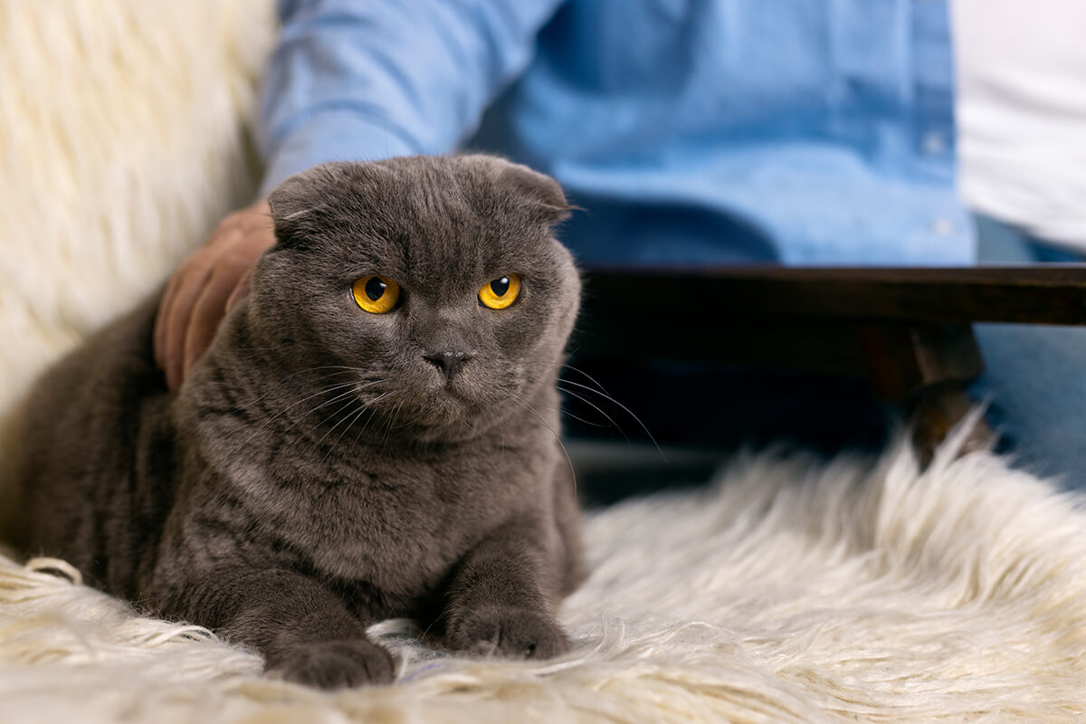 British Shorthair Kedisi Özellikleri ve Bakımı 4 British Shorthair Kedisinin Bakımı ve İpuçları