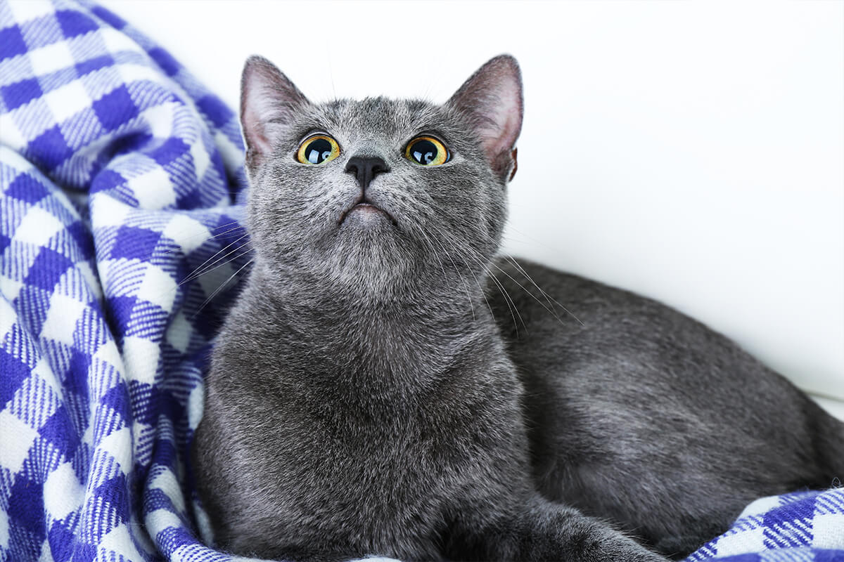 British Shorthair Kedisi Özellikleri ve Bakımı 3 British Shorthair Kedisinin Fiziksel Özellikleri ve Görünümü