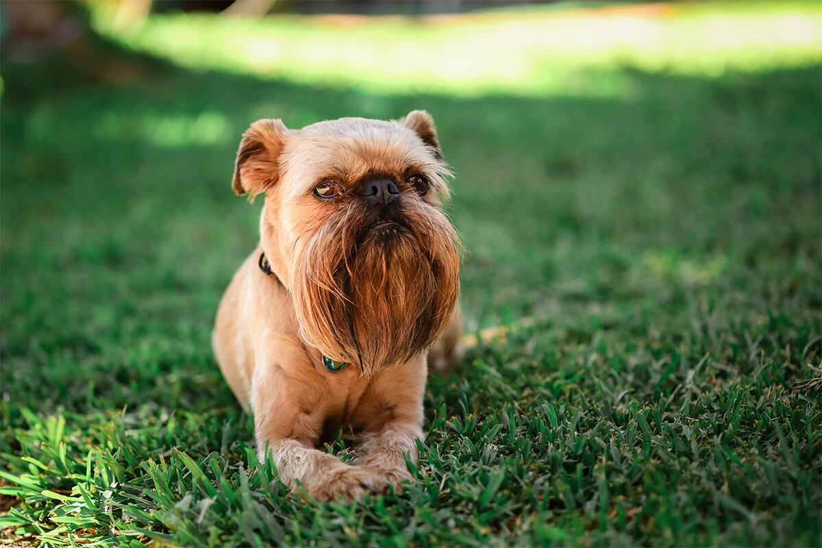 Büyümeyen Küçük Irk Köpek Cinsleri ve Özellikleri 26 Brüksel Griffon