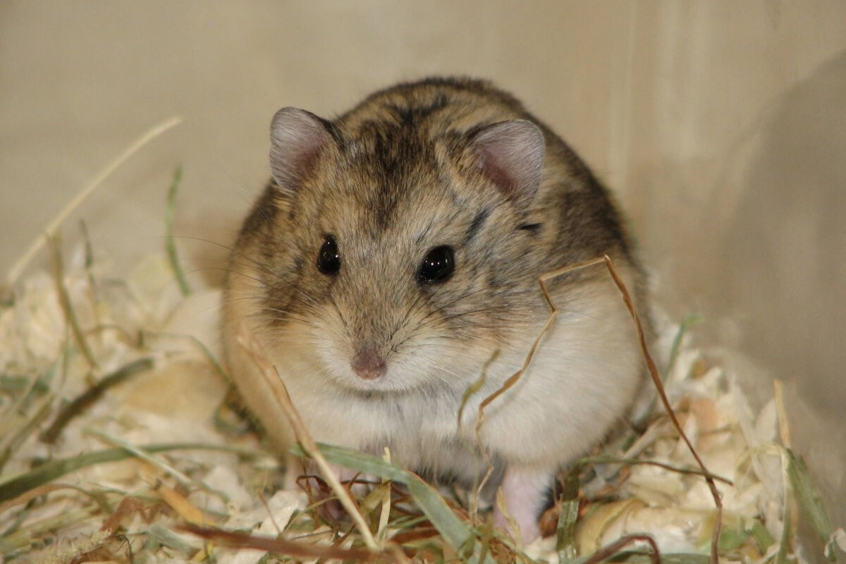 Hamster Türleri ve Özellikleri 5 Campbell Hamsteri