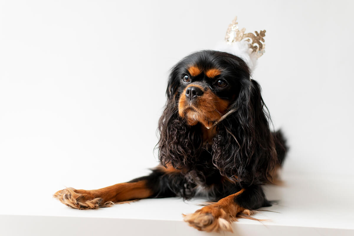 Büyümeyen Küçük Irk Köpek Cinsleri ve Özellikleri 16 Cavalier King Charles Spaniel