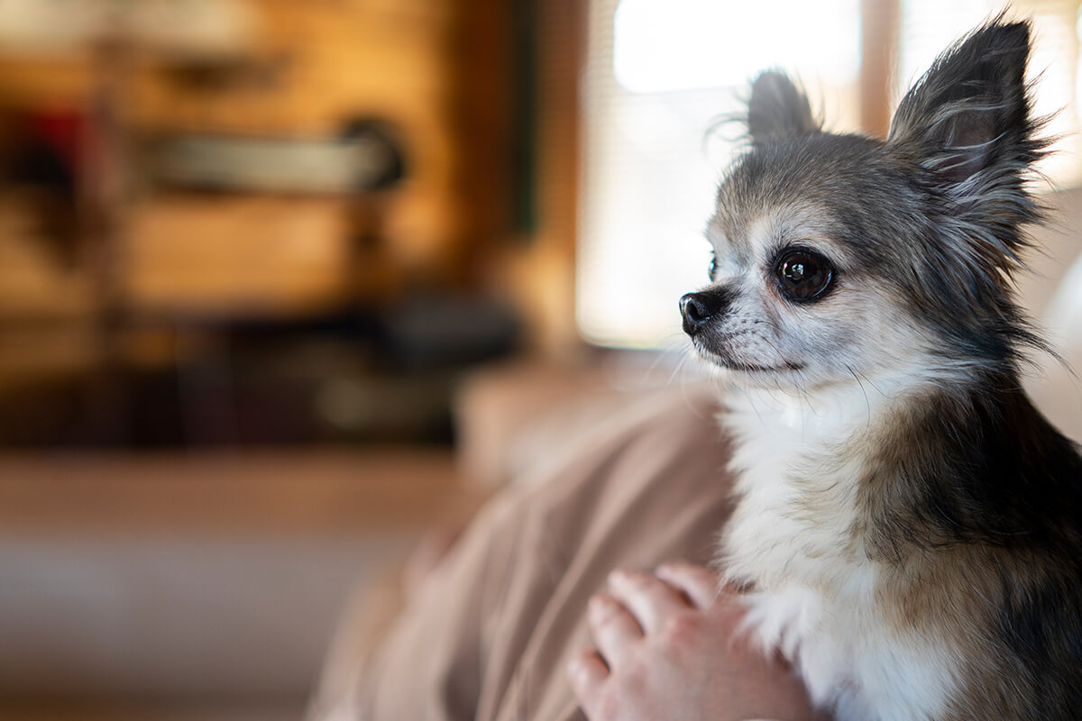 Büyümeyen Küçük Irk Köpek Cinsleri ve Özellikleri 3 Chihuahua