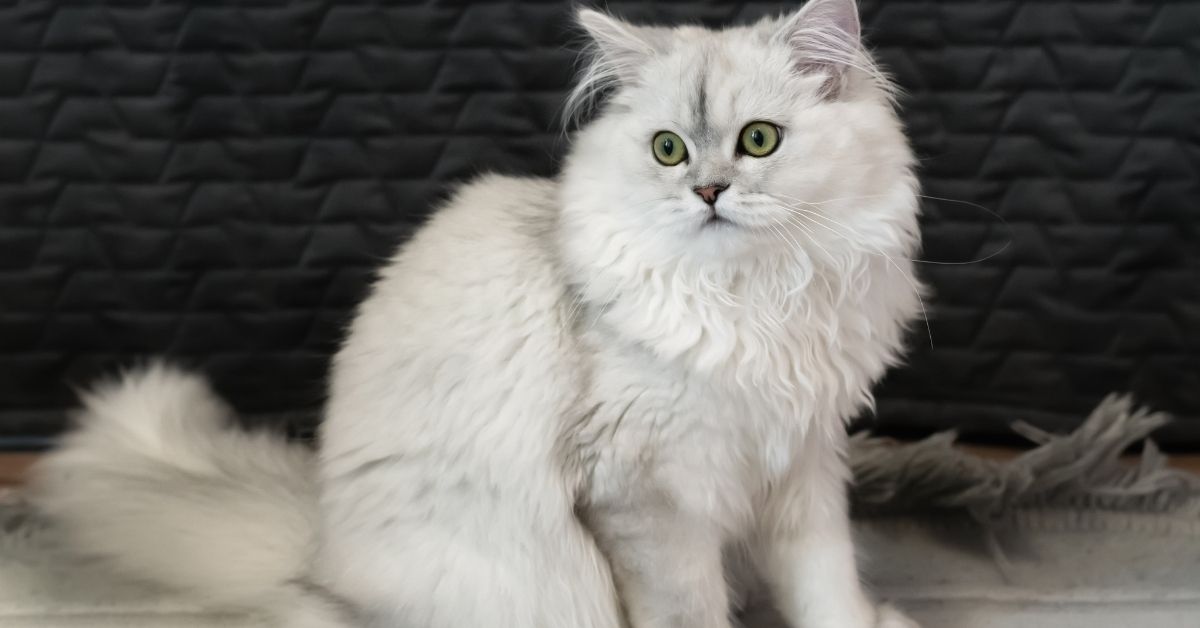 Chinchilla Kedisi Kucak Sever Mi?