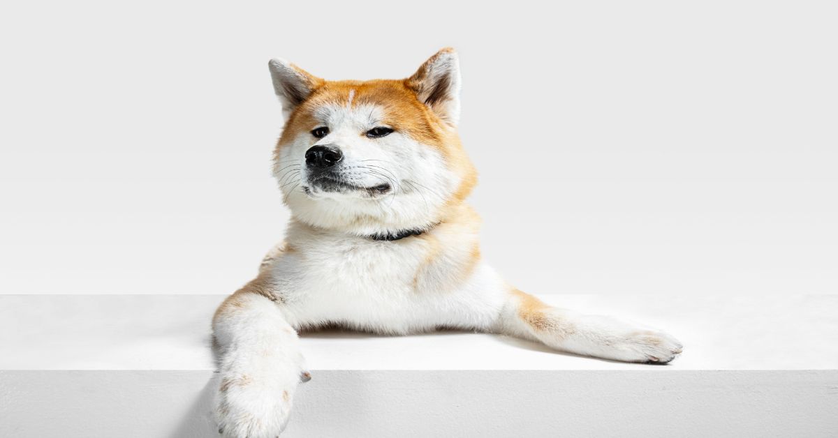 Corgi Nerelidir?