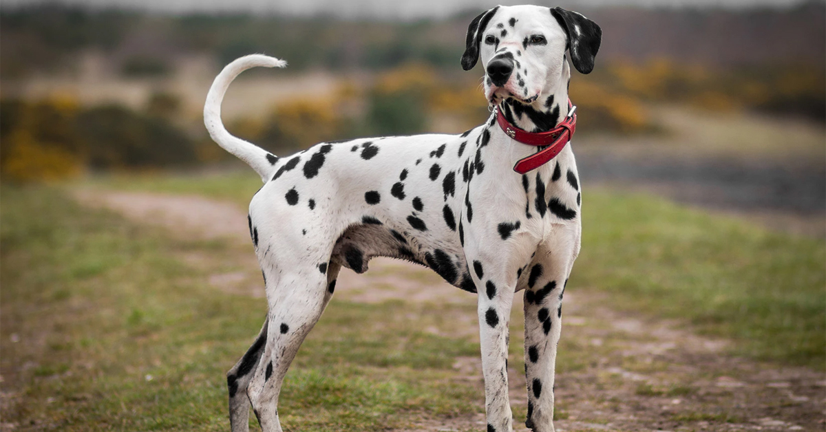 D ile Başlayan Köpek Türleri