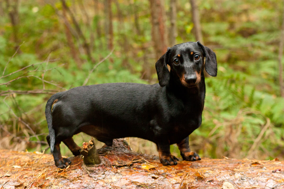 Büyümeyen Küçük Irk Köpek Cinsleri ve Özellikleri 4 Dachshund
