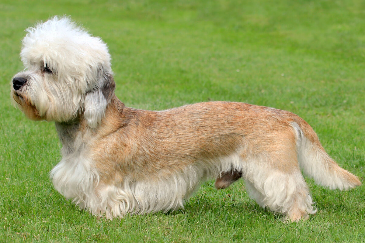 Büyümeyen Küçük Irk Köpek Cinsleri ve Özellikleri 31 Dandie Dinmont Terrier