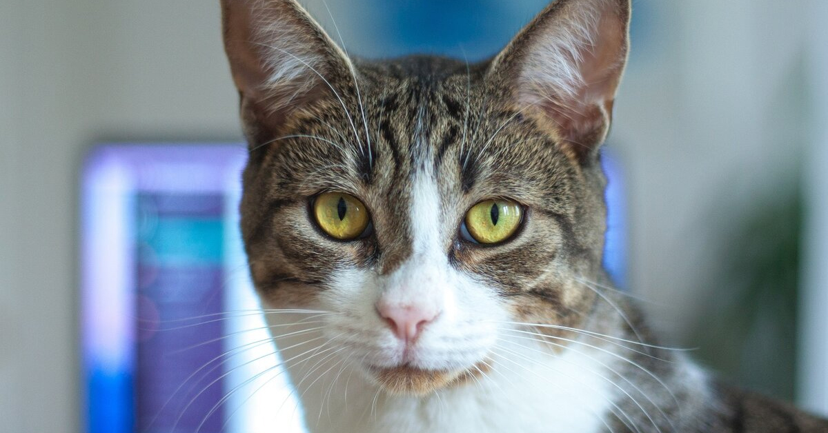 E İle Başlayan Kedi Türleri
