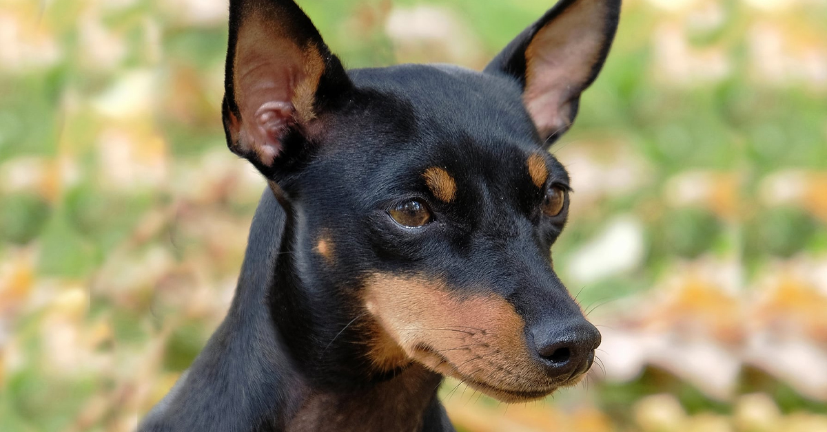 E İle Başlayan Köpek Türleri