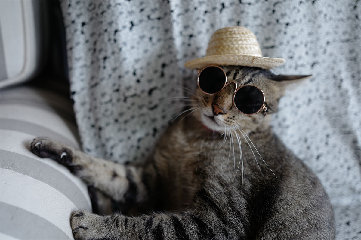 En Eğlenceli Yabancı Kedi İsimleri