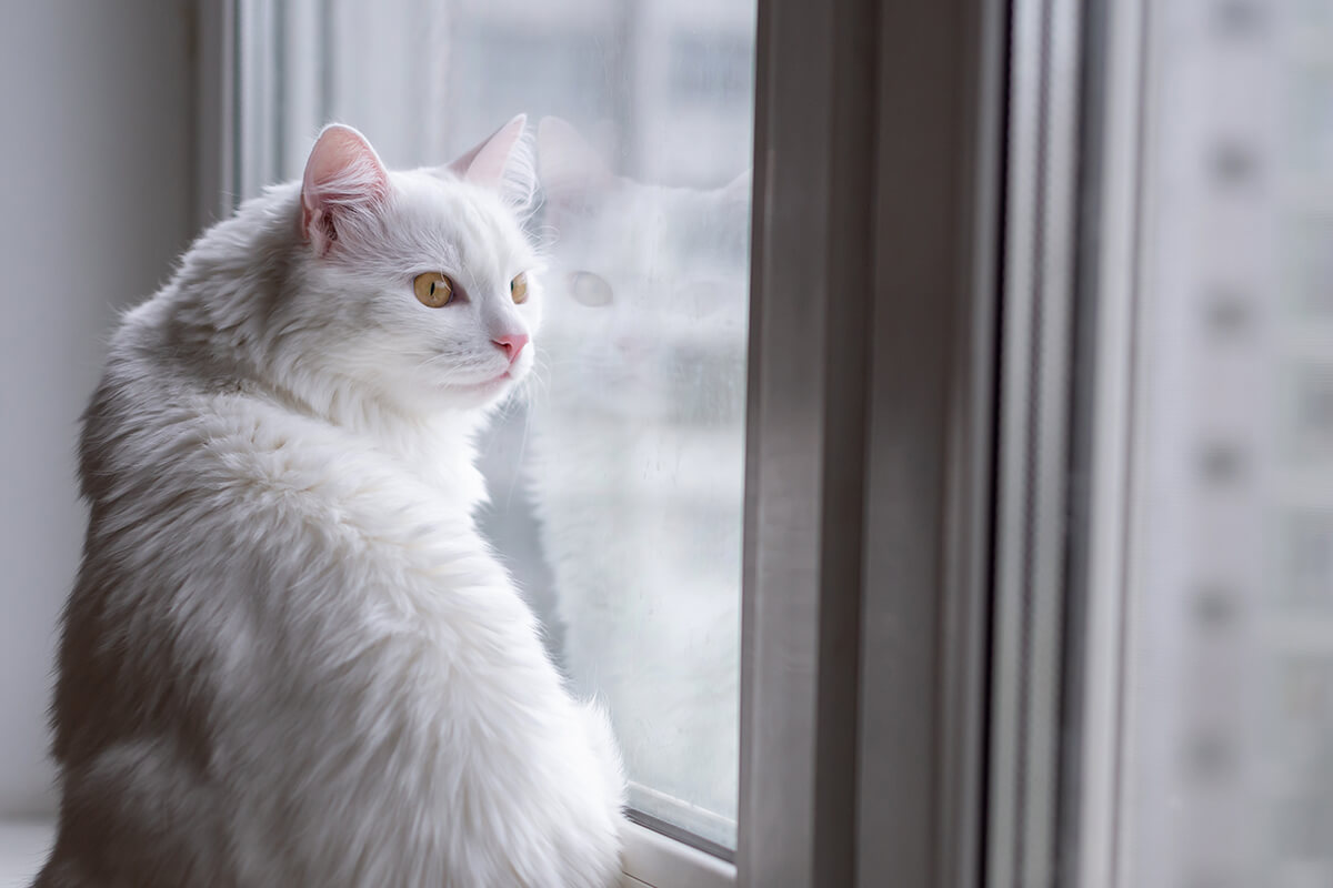En Güzel Beyaz Kedi İsimleri