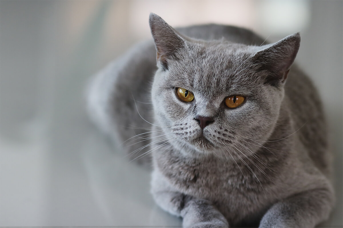 En Asil Gri Kedi İsimleri