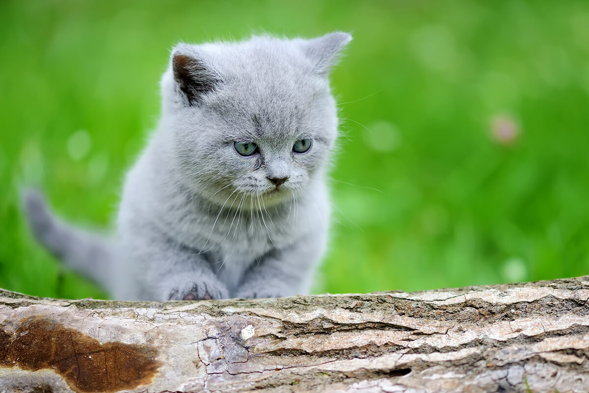 En Sevimli Yavru Kedi İsimleri