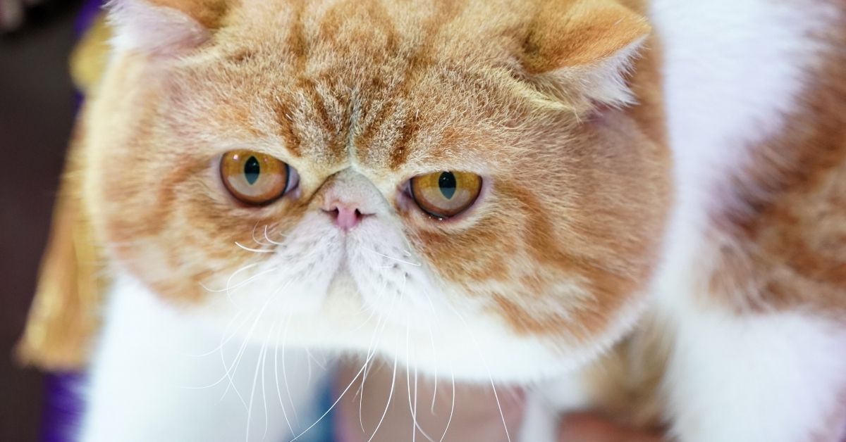 Exotic Shorthair Fiyat