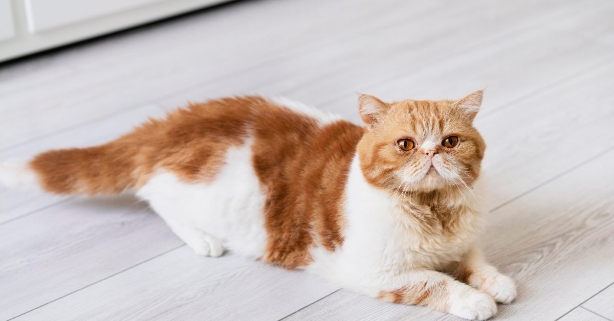 Exotic Shorthair Sağlığı