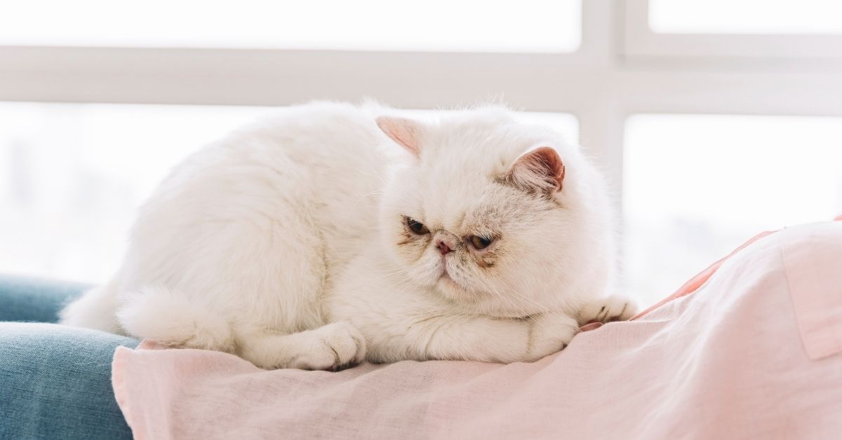 Exotic Shorthair Tüy Döker mi?