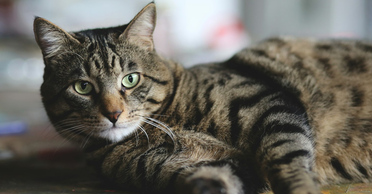 Kedilerde Calicivirus Hastalığı 3 Feline Calicivirus Belirtileri
