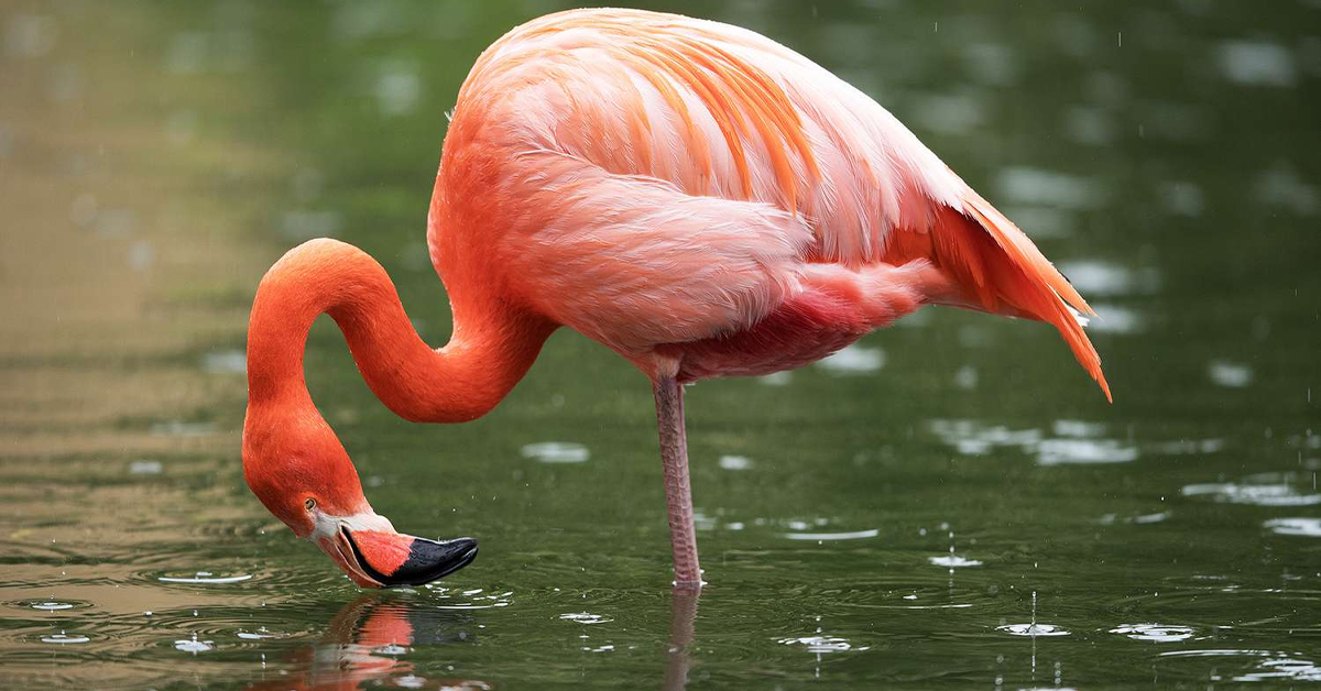 Flamingoların Özellikleri 