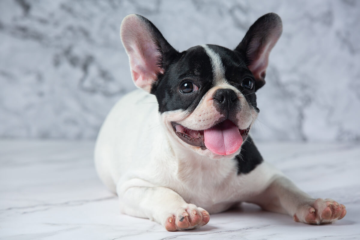 Büyümeyen Küçük Irk Köpek Cinsleri ve Özellikleri 10 French Bulldog