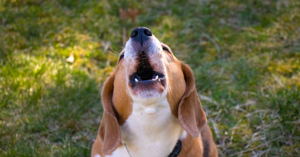 Gece Köpekler Neden Havlar