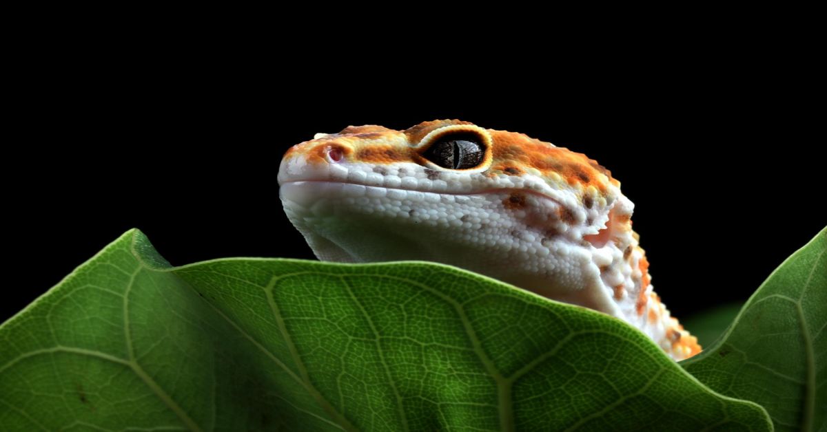 Gecko Beslenme 
