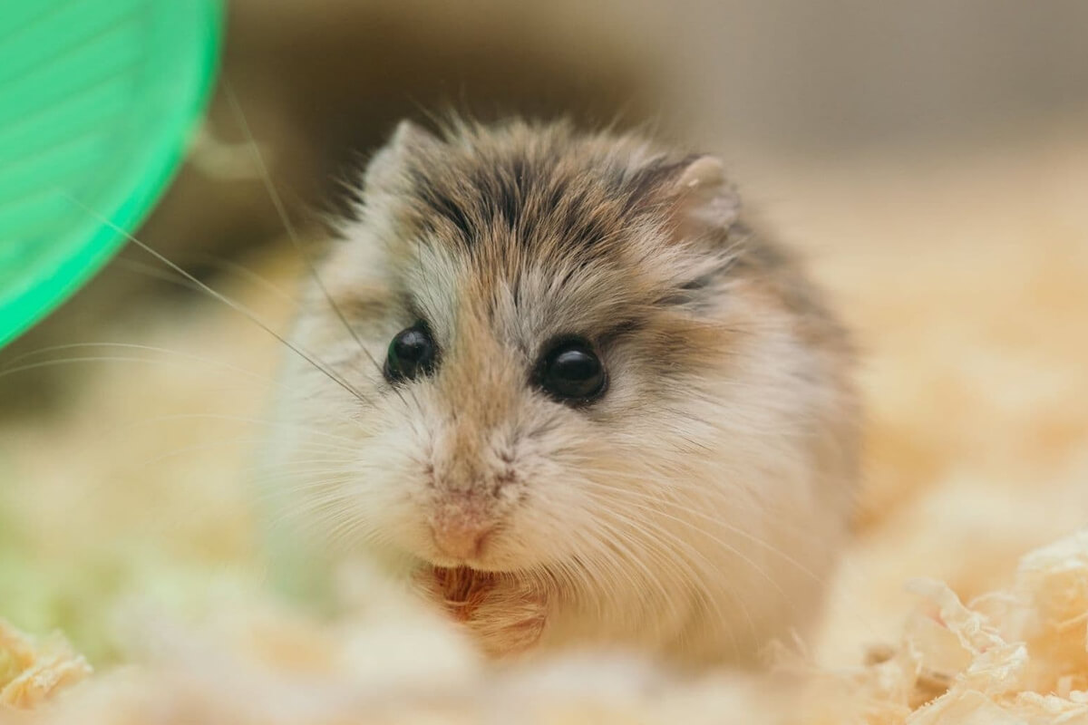 Hamster Türleri ve Özellikleri 6 Gonzales Hamster