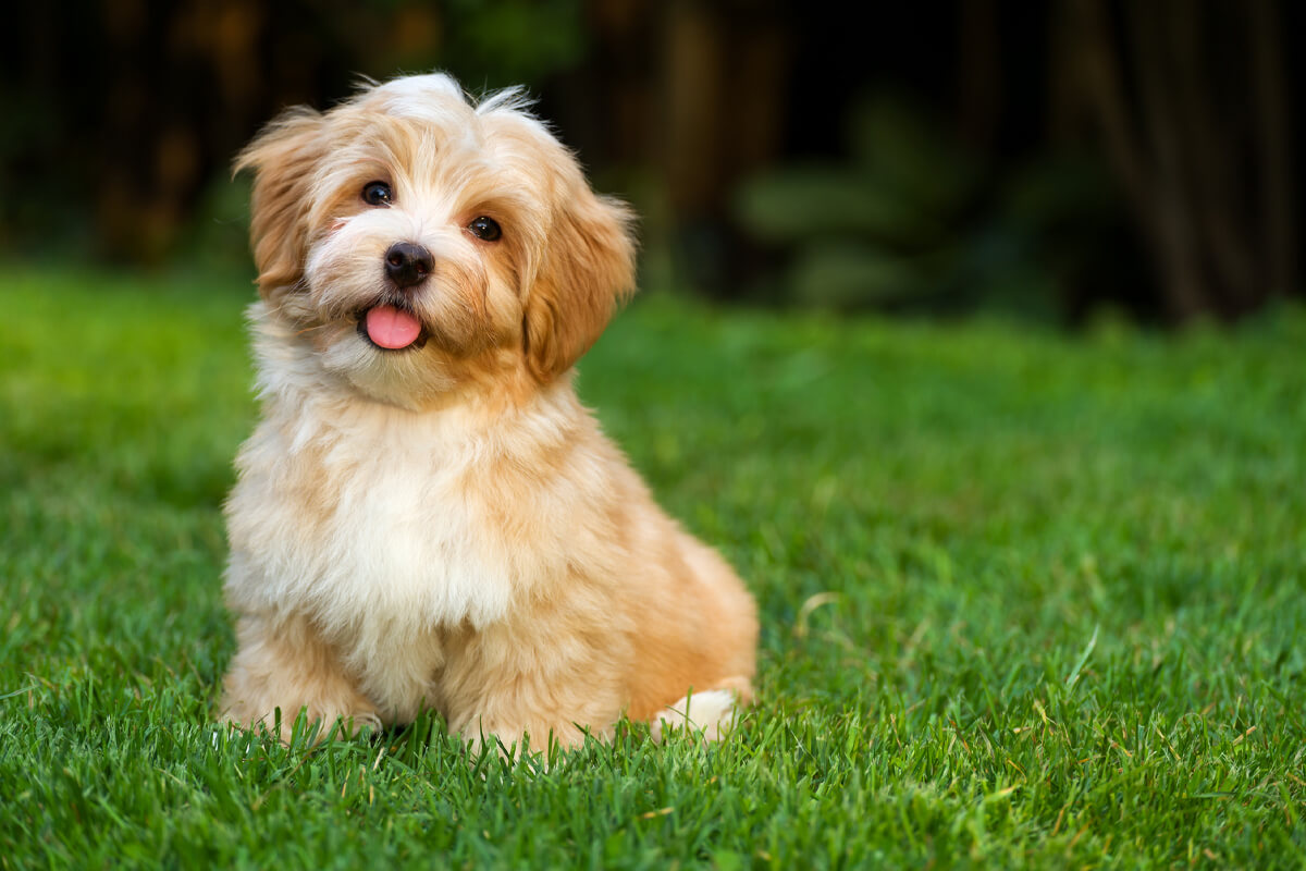 Büyümeyen Küçük Irk Köpek Cinsleri ve Özellikleri 30 Havanese