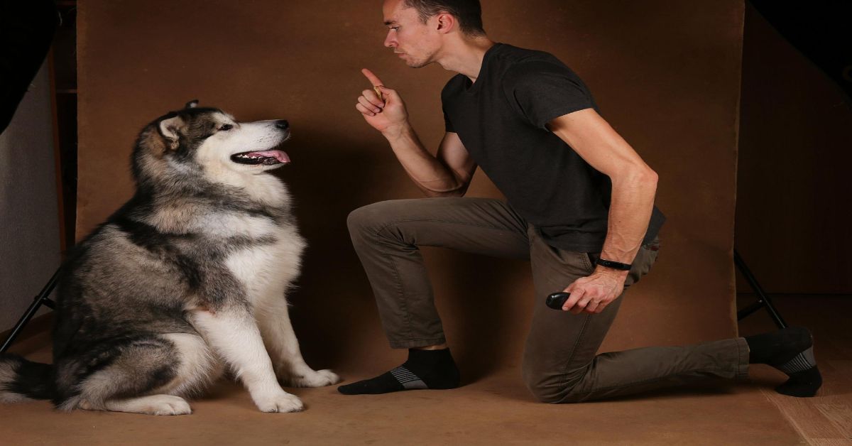 Köpek Beden Dili Davranışları ve Anlamları 7 Havlama Nedenleri: Köpek Beden Dili