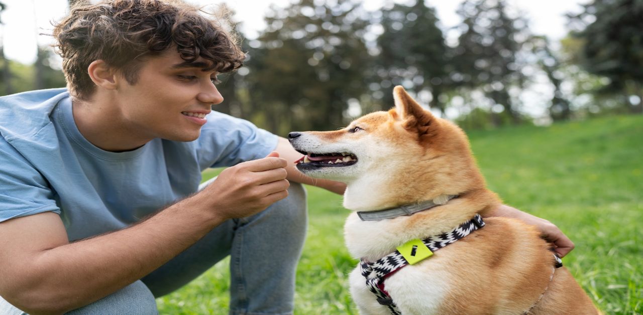 Köpek Beden Dili Davranışları ve Anlamları 4 Her Şeyi Çiğneme Hissi: Köpek Beden Dili