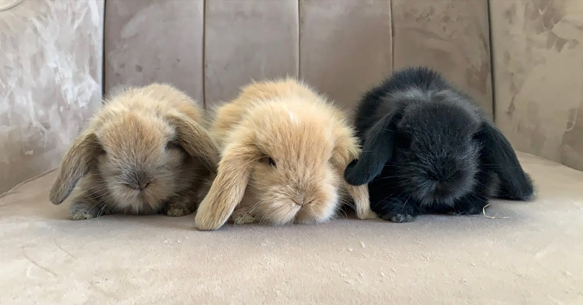 Hollanda Lop Tavşanı Özellikleri 